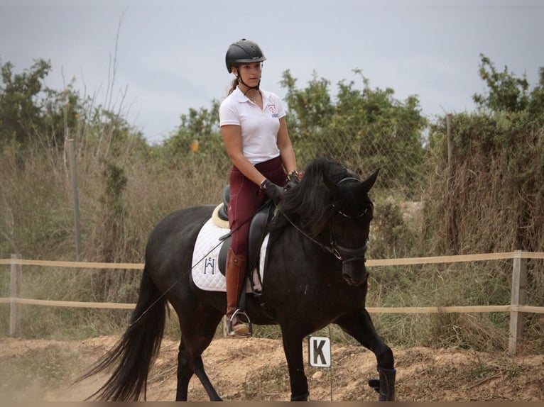 Andalusier Wallach 5 Jahre 161 cm Rappe in Valencia