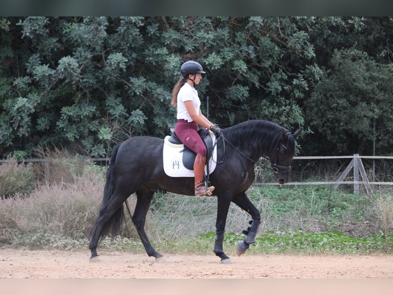 Andalusier Wallach 5 Jahre 161 cm Rappe in Valencia