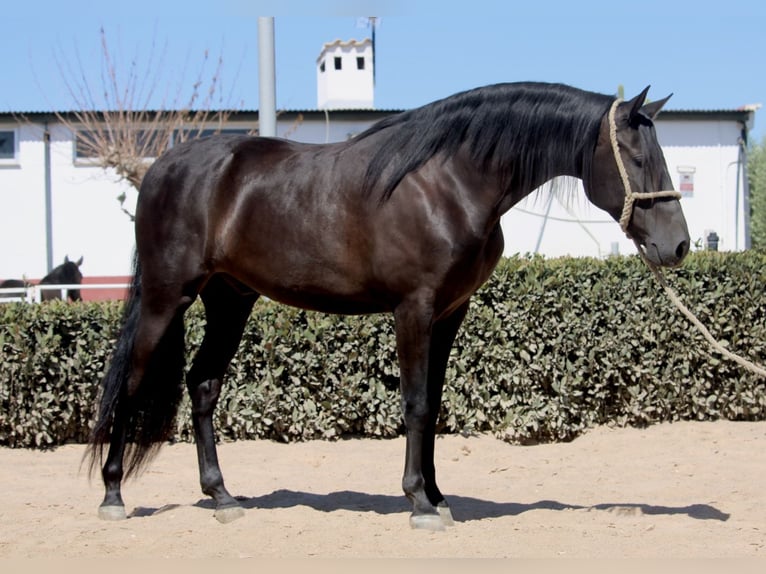 Andalusier Wallach 5 Jahre 161 cm Rappe in Valencia