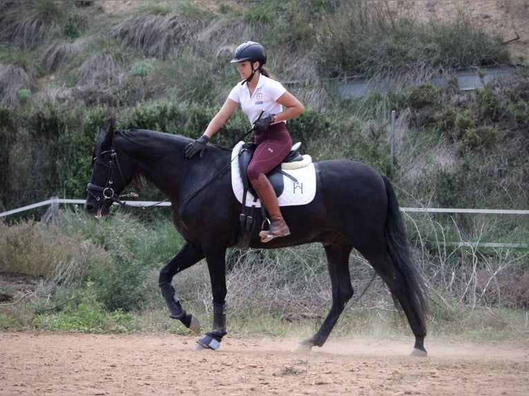 Andalusier Wallach 5 Jahre 161 cm Rappe in Valencia