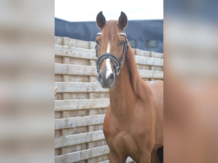 Andalusier Wallach 5 Jahre 162 cm Fuchs in Breda