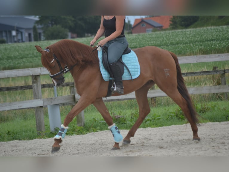 Andalusier Wallach 5 Jahre 162 cm Fuchs in Breda