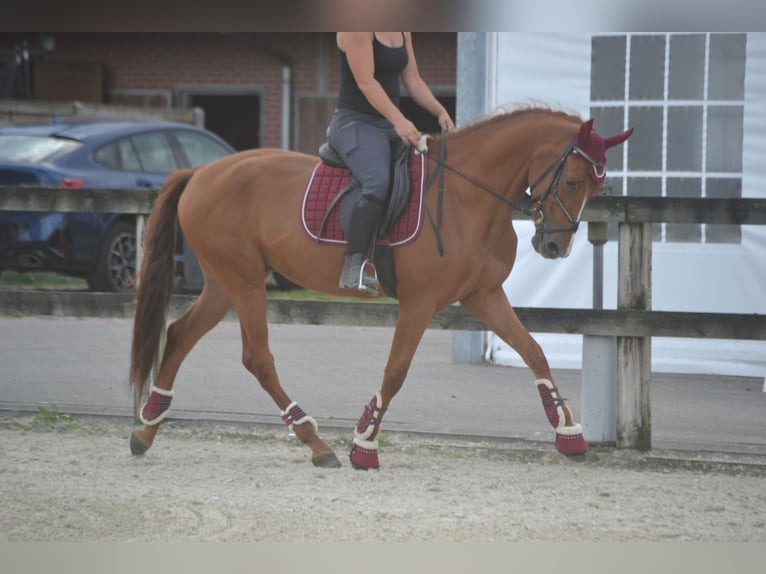 Andalusier Wallach 5 Jahre 162 cm Fuchs in wuustwezel