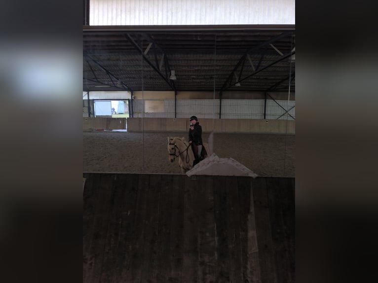 Andalusier Wallach 5 Jahre 162 cm Palomino in Überlingen