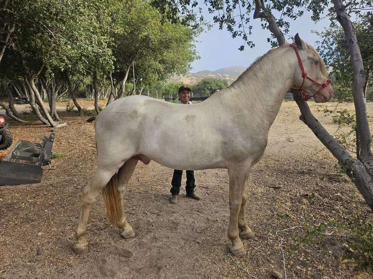 Andalusier Wallach 5 Jahre 162 cm Perlino in Odessa, Florida