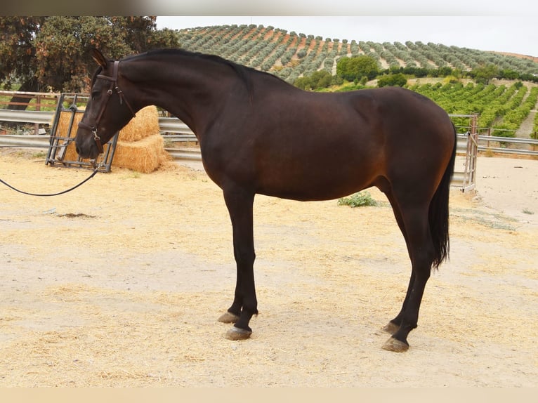 Andalusier Wallach 5 Jahre 163 cm Falbe in Provinz Cordoba