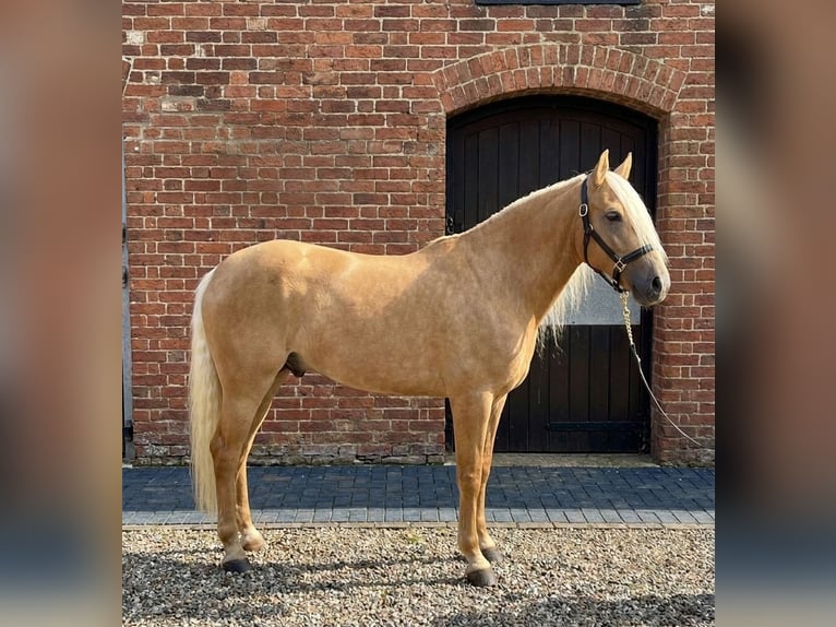Andalusier Wallach 5 Jahre 163 cm Palomino in Hamburg Langenhorn