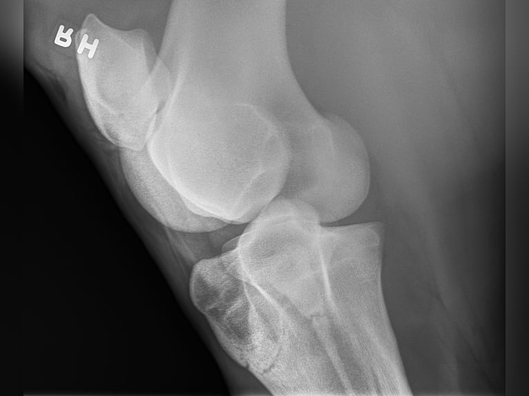 Andalusier Wallach 5 Jahre 163 cm Schimmel in Troutman