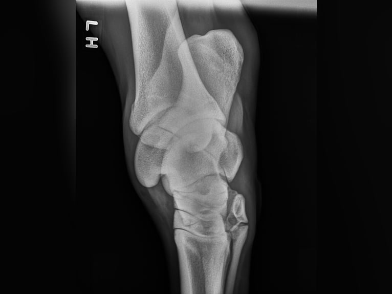Andalusier Wallach 5 Jahre 163 cm Schimmel in Troutman