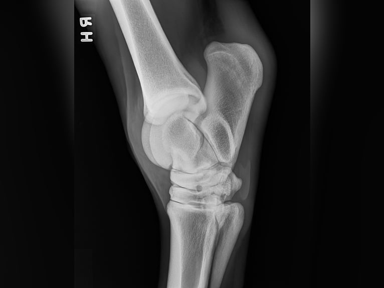 Andalusier Wallach 5 Jahre 163 cm Schimmel in Troutman