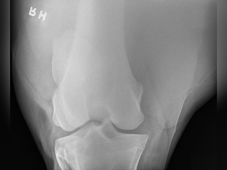 Andalusier Wallach 5 Jahre 163 cm Schimmel in Troutman