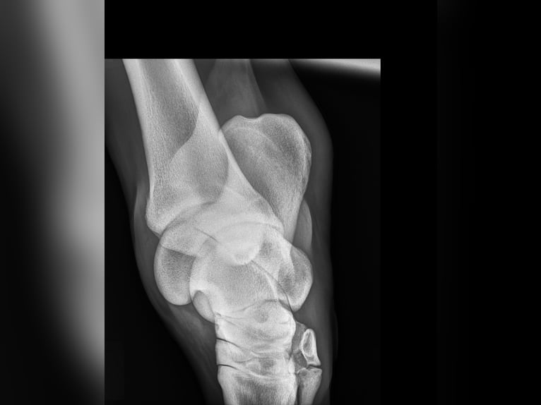 Andalusier Wallach 5 Jahre 163 cm Schimmel in Troutman