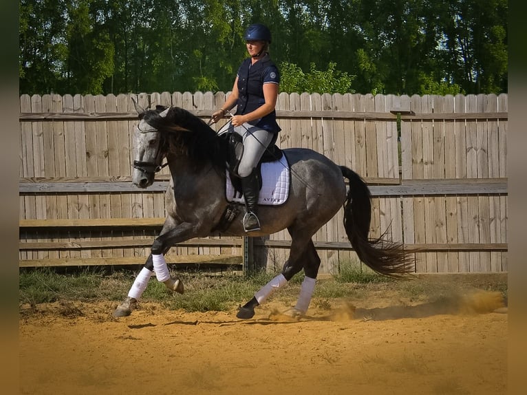 Andalusier Wallach 5 Jahre 163 cm Schimmel in Troutman