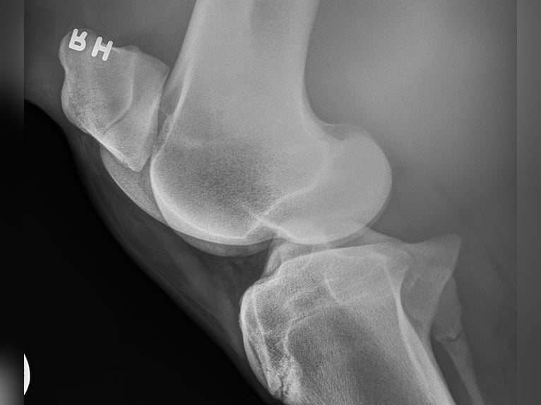 Andalusier Wallach 5 Jahre 163 cm Schimmel in Troutman
