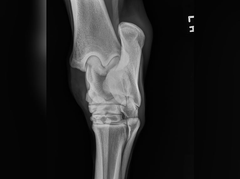 Andalusier Wallach 5 Jahre 163 cm Schimmel in Troutman