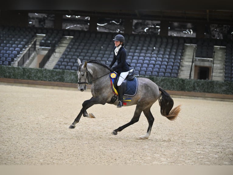 Andalusier Wallach 5 Jahre 163 cm Schimmel in Troutman