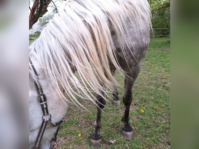 Andalusier Wallach 5 Jahre 164 cm Palomino in Straelen