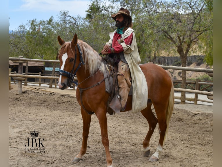 Andalusier Wallach 5 Jahre 164 cm Palomino in Tabernas Almeria