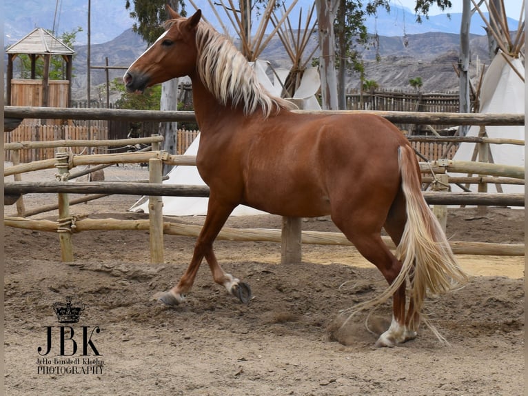 Andalusier Wallach 5 Jahre 164 cm Palomino in Tabernas Almeria