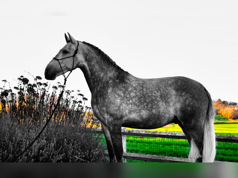 Andalusier Wallach 5 Jahre 164 cm Schimmel in Loon op Zand