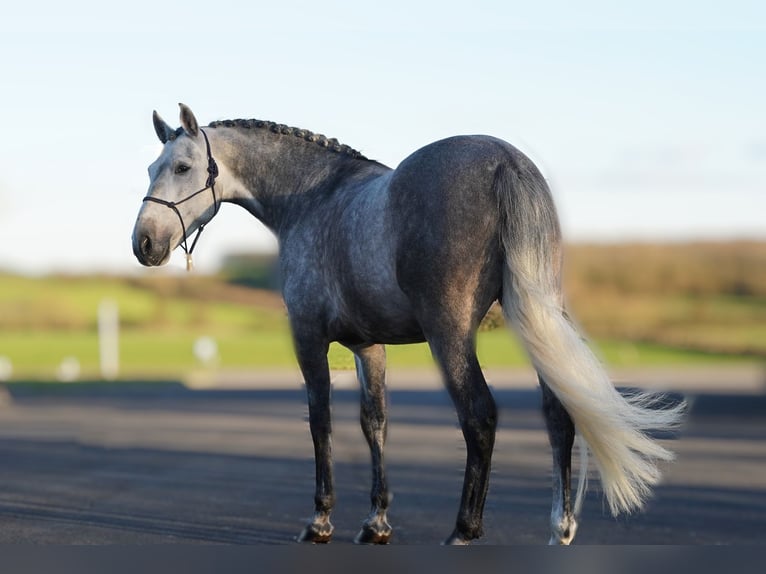 Andalusier Wallach 5 Jahre 164 cm Schimmel in Loon op Zand