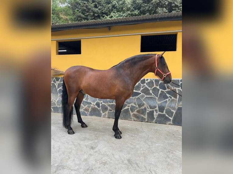 Andalusier Wallach 5 Jahre 165 cm Brauner in Pozoblanco
