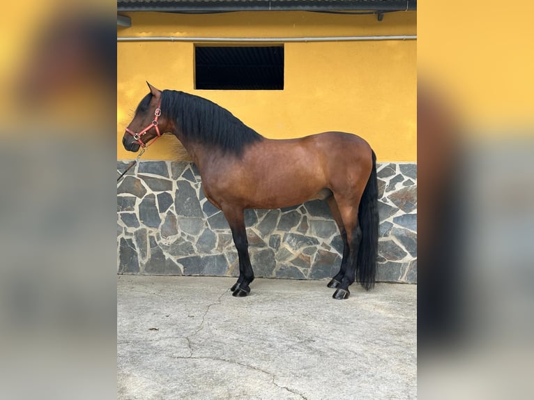 Andalusier Wallach 5 Jahre 165 cm Brauner in Pozoblanco