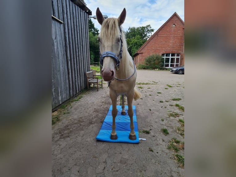 Andalusier Wallach 5 Jahre 165 cm Champagne in Hille