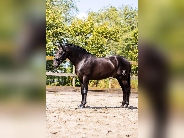 Andalusier Mix Wallach 5 Jahre 165 cm Falbe in Sm