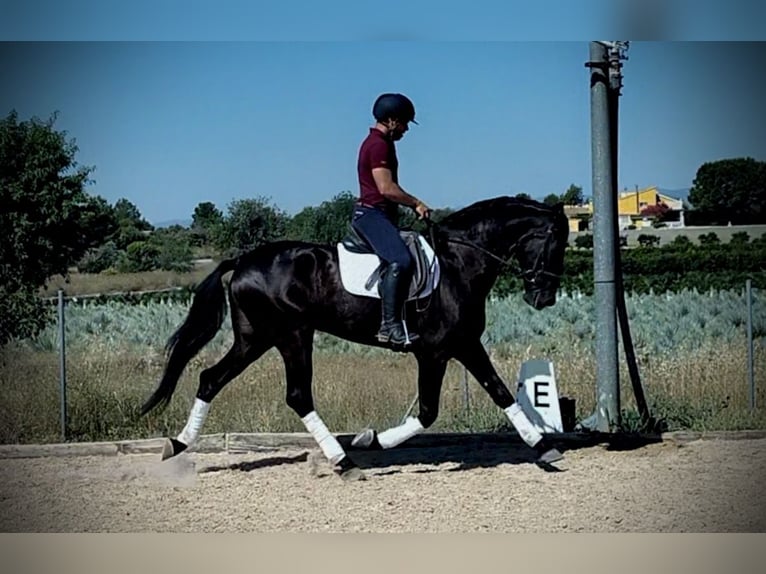 Andalusier Wallach 5 Jahre 165 cm Rappe in Betera