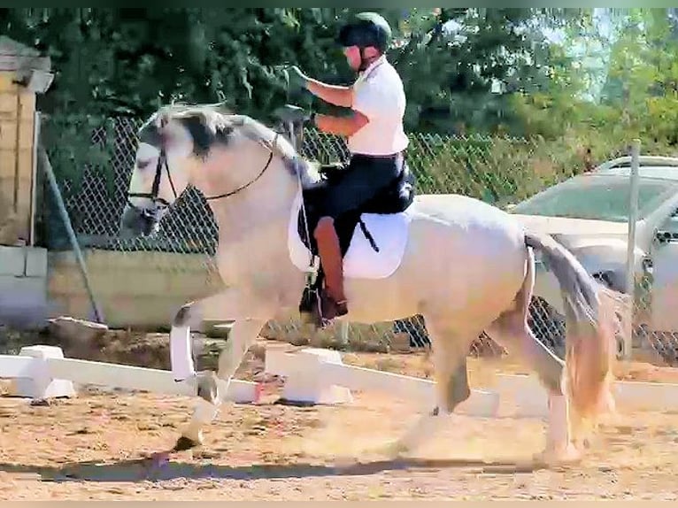 Andalusier Wallach 5 Jahre 165 cm Schimmel in Sanlucar