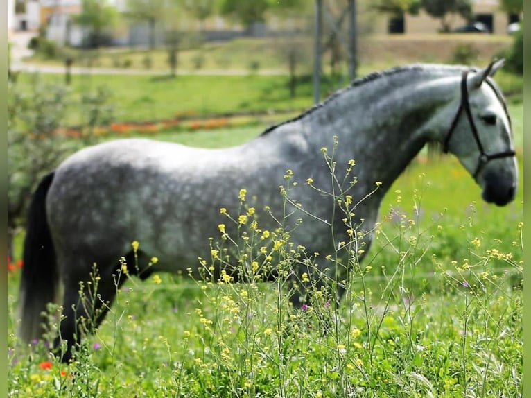 Andalusier Wallach 5 Jahre 165 cm Schimmel in Usingen