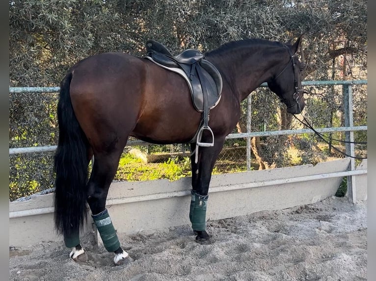 Andalusier Wallach 5 Jahre 166 cm Brauner in Pizarra