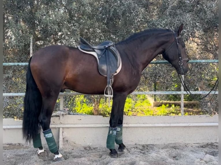 Andalusier Wallach 5 Jahre 166 cm Brauner in Pizarra