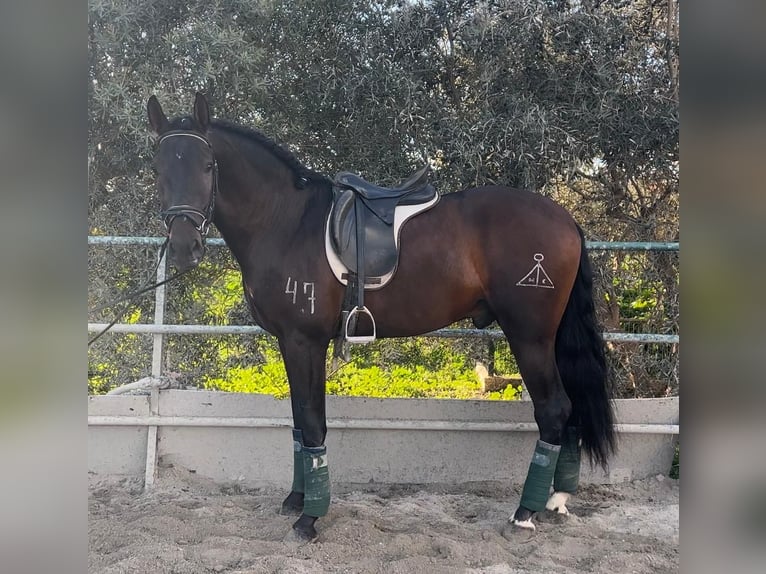 Andalusier Wallach 5 Jahre 166 cm Brauner in Pizarra