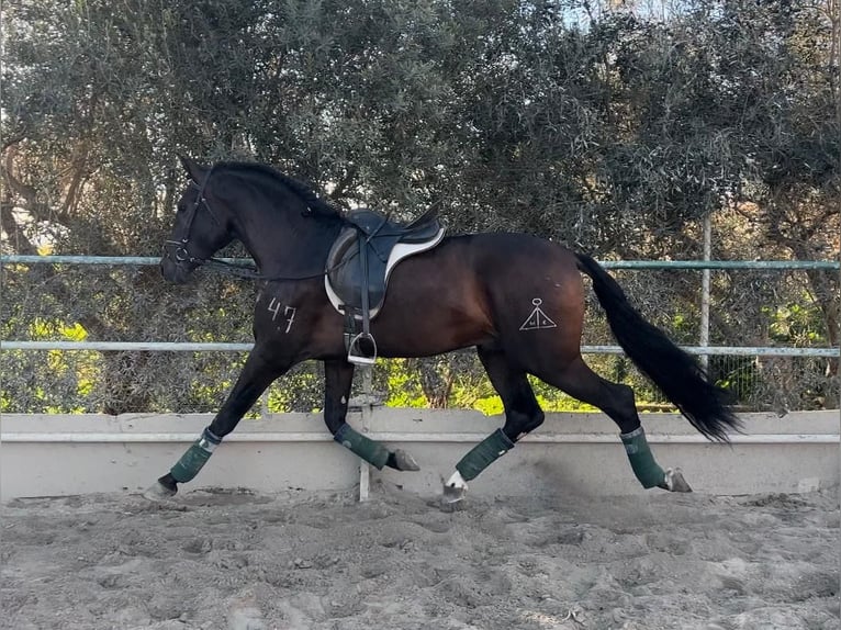 Andalusier Wallach 5 Jahre 166 cm Brauner in Pizarra