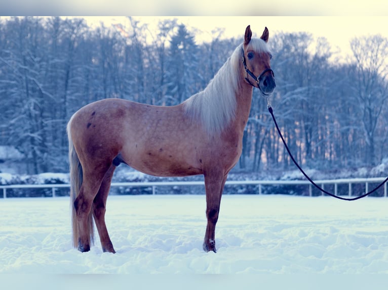 Andalusier Wallach 5 Jahre 166 cm Palomino in Neustadt (Wied)