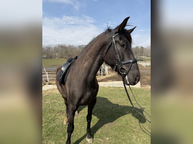 Andalusier Wallach 5 Jahre 168 cm Rappe in Oregon, Wisconsin