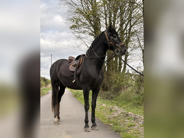 Andalusier Wallach 5 Jahre 168 cm Schimmel in Wingates