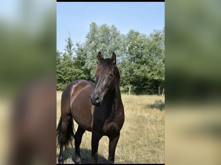 Andalusier Wallach 5 Jahre 168 cm Schwarzbrauner in Blekendorf