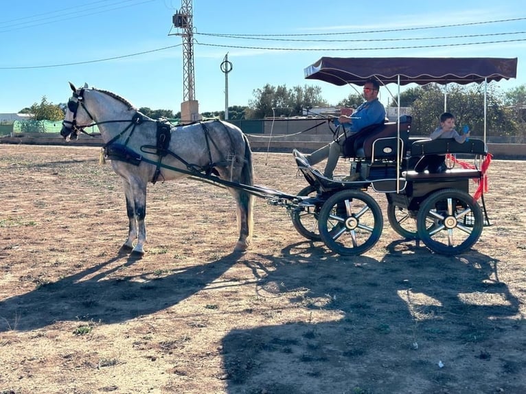 Andalusier Wallach 5 Jahre Schimmel in Alicante/Alacant