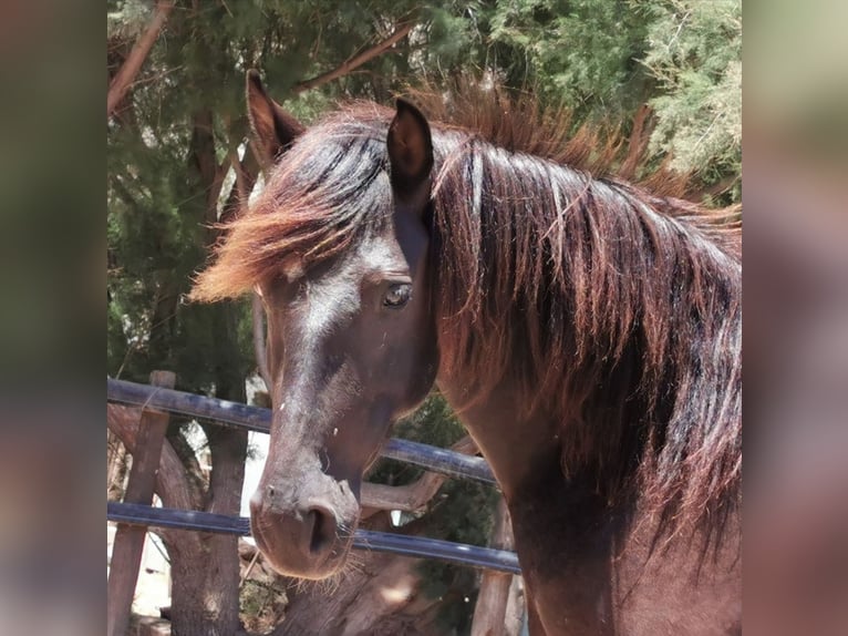 Andalusier Wallach 6 Jahre 147 cm Rappe in Adra Almeria