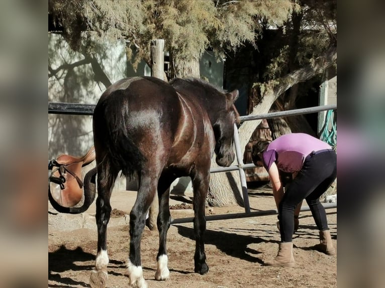 Andalusier Wallach 6 Jahre 147 cm Rappe in Adra Almeria