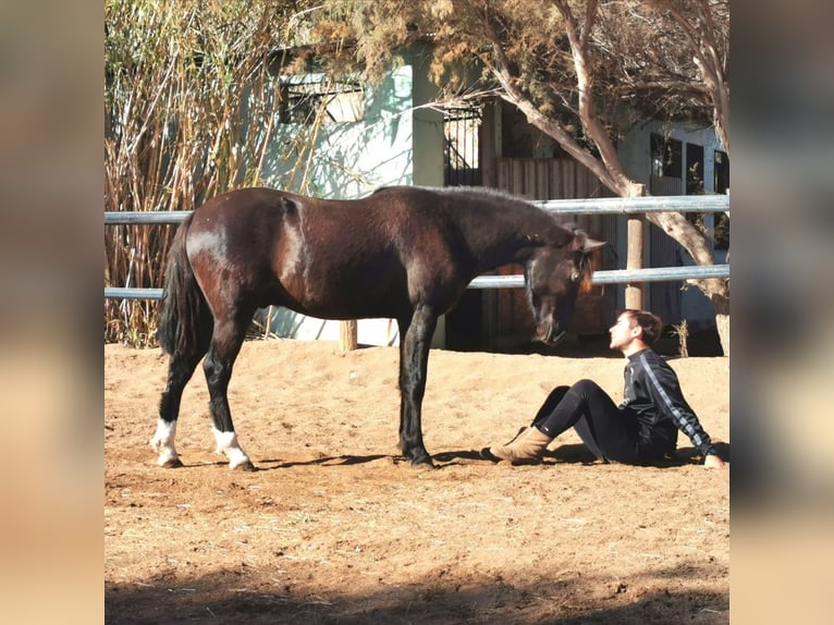 Andalusier Wallach 6 Jahre 147 cm Rappe in Adra Almeria