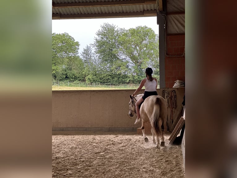 Andalusier Mix Wallach 6 Jahre 148 cm Schecke in Gro&#xDF;-Umstadt