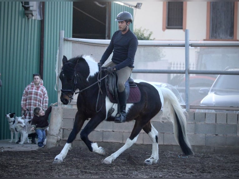 Andalusier Mix Wallach 6 Jahre 148 cm Schecke in Valencia