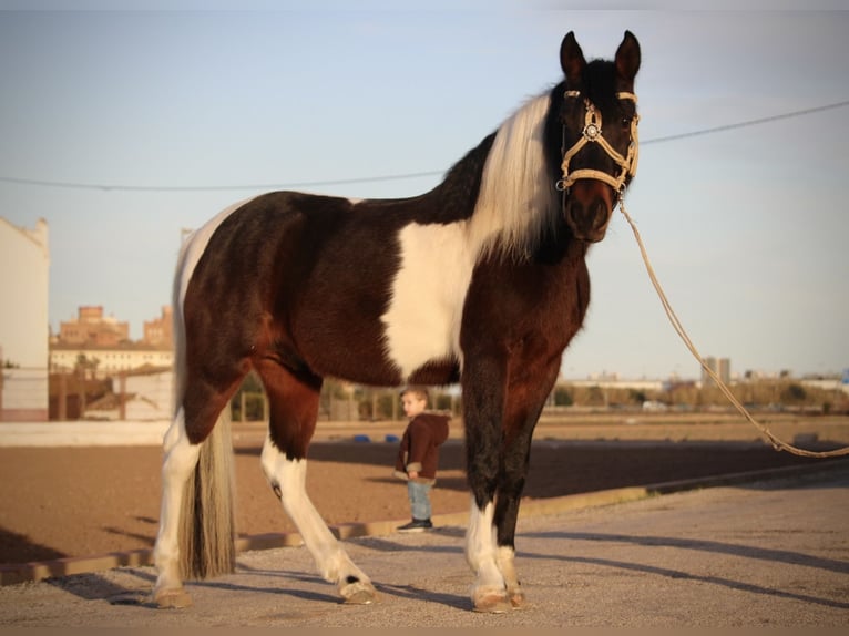 Andalusier Mix Wallach 6 Jahre 148 cm Schecke in Valencia