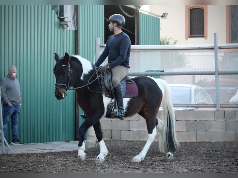 Andalusier Mix Wallach 6 Jahre 148 cm Schecke in Valencia