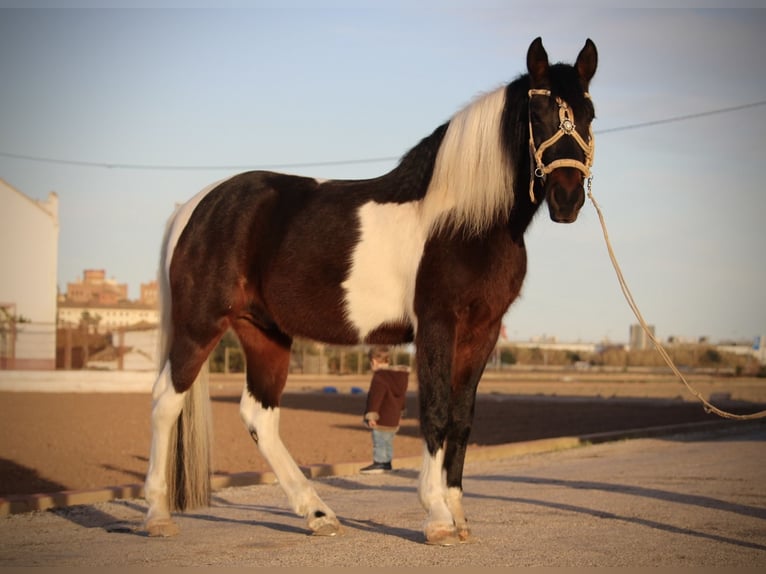 Andalusier Mix Wallach 6 Jahre 148 cm Schecke in Valencia