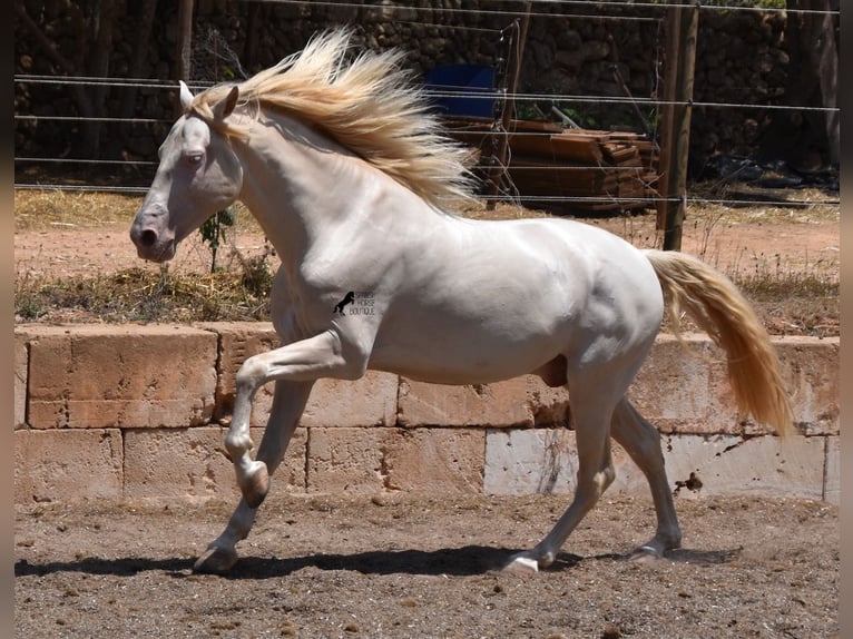 Andalusier Wallach 6 Jahre 149 cm Cremello in Mallorca
